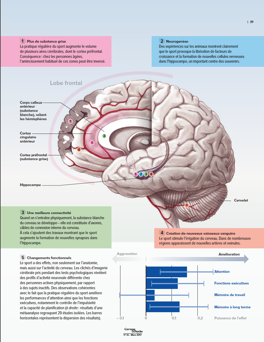 Bouger pour la santé du cerveau